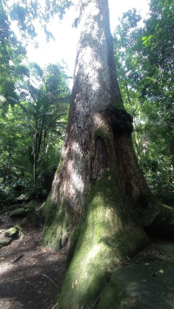 Árvore Milenar em Cachoeiras de Macacu - Interior do RJ