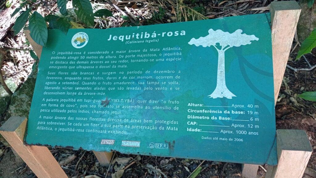 Jequitibá Rosa Milenar em Cachoeiras de Macacu - Interior do RJ