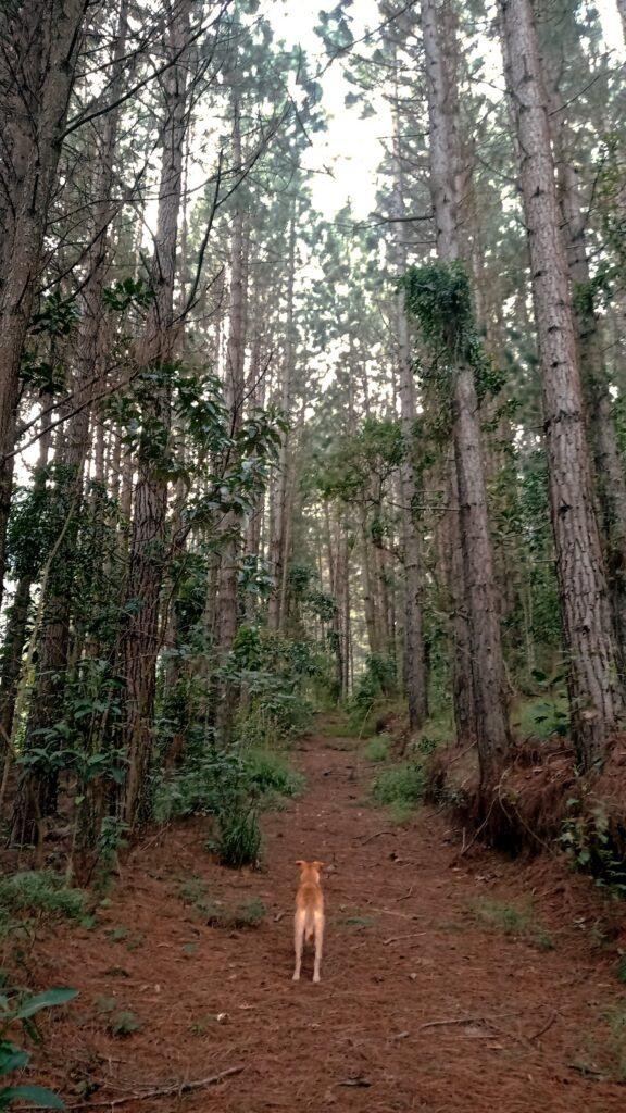 Pico dos Três Municípios - Roteiros e Trilhas RJ (24)