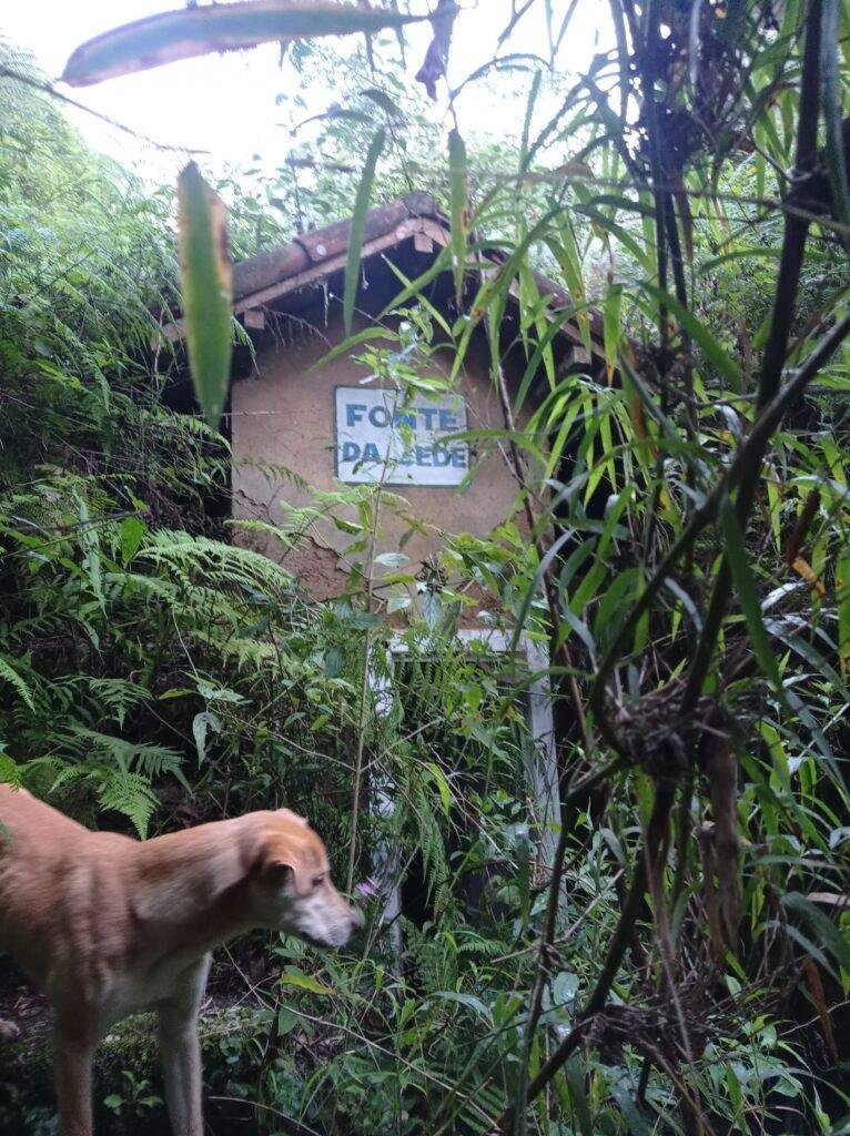 Pico dos Três Municípios - Roteiros e Trilhas RJ (24)